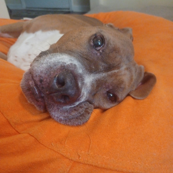 my live show flyer - Picture 2 of 8